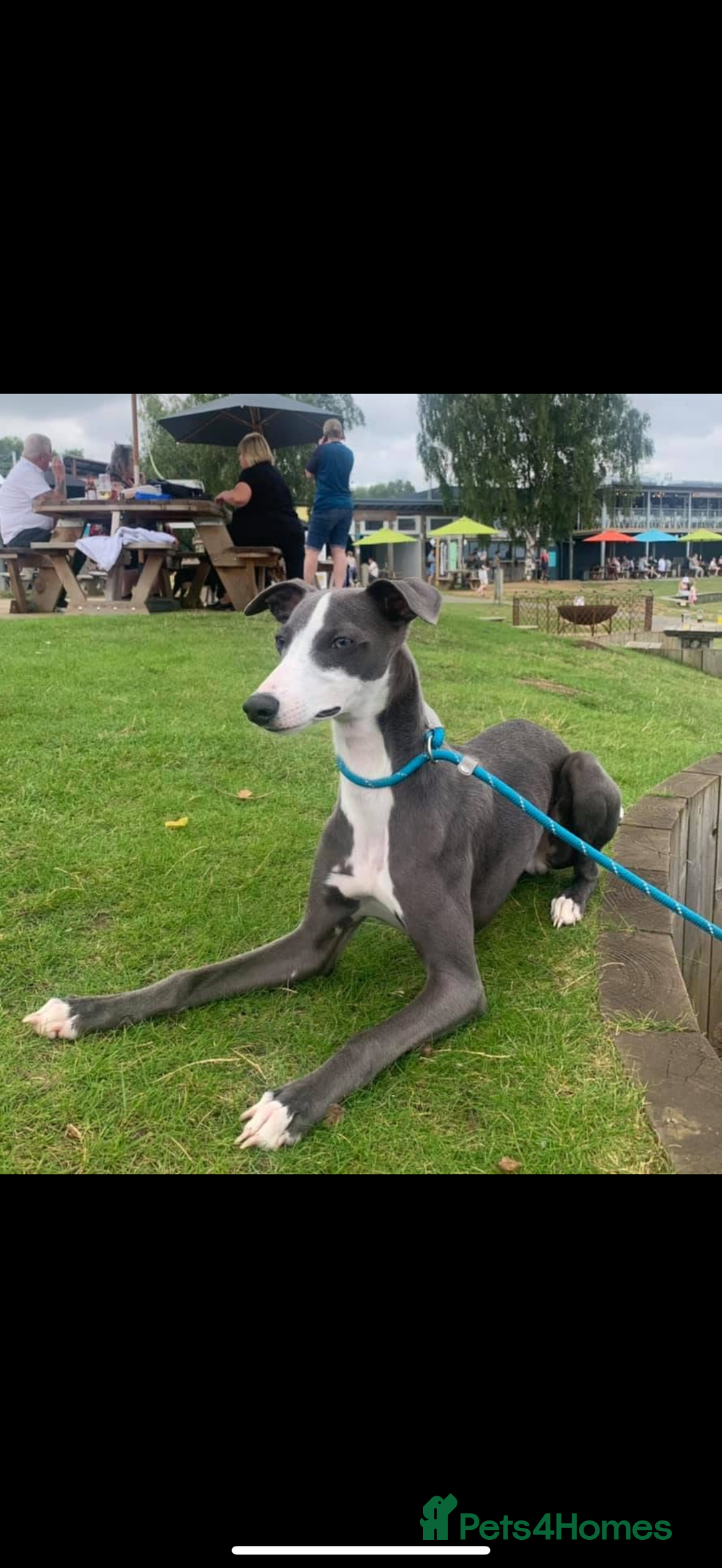 Whippet dogs for sale: Whippet , blue and blue and white puppies for sale - Image 15