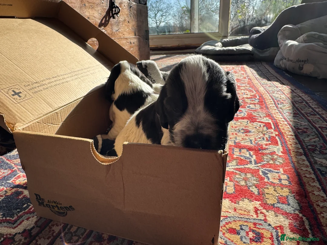 Cocker Spaniel dogs for sale: Cocker Spaniel (show type) puppies  - Advert 6