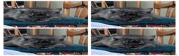 Maine Coon cats for stud: Active TICA registered Maine Coon Stud Smoke - Advert 4