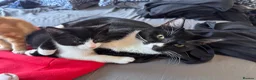 Mixed Breed cats for sale: Two black and white Cats for sale  in Rotherham - Advert 13