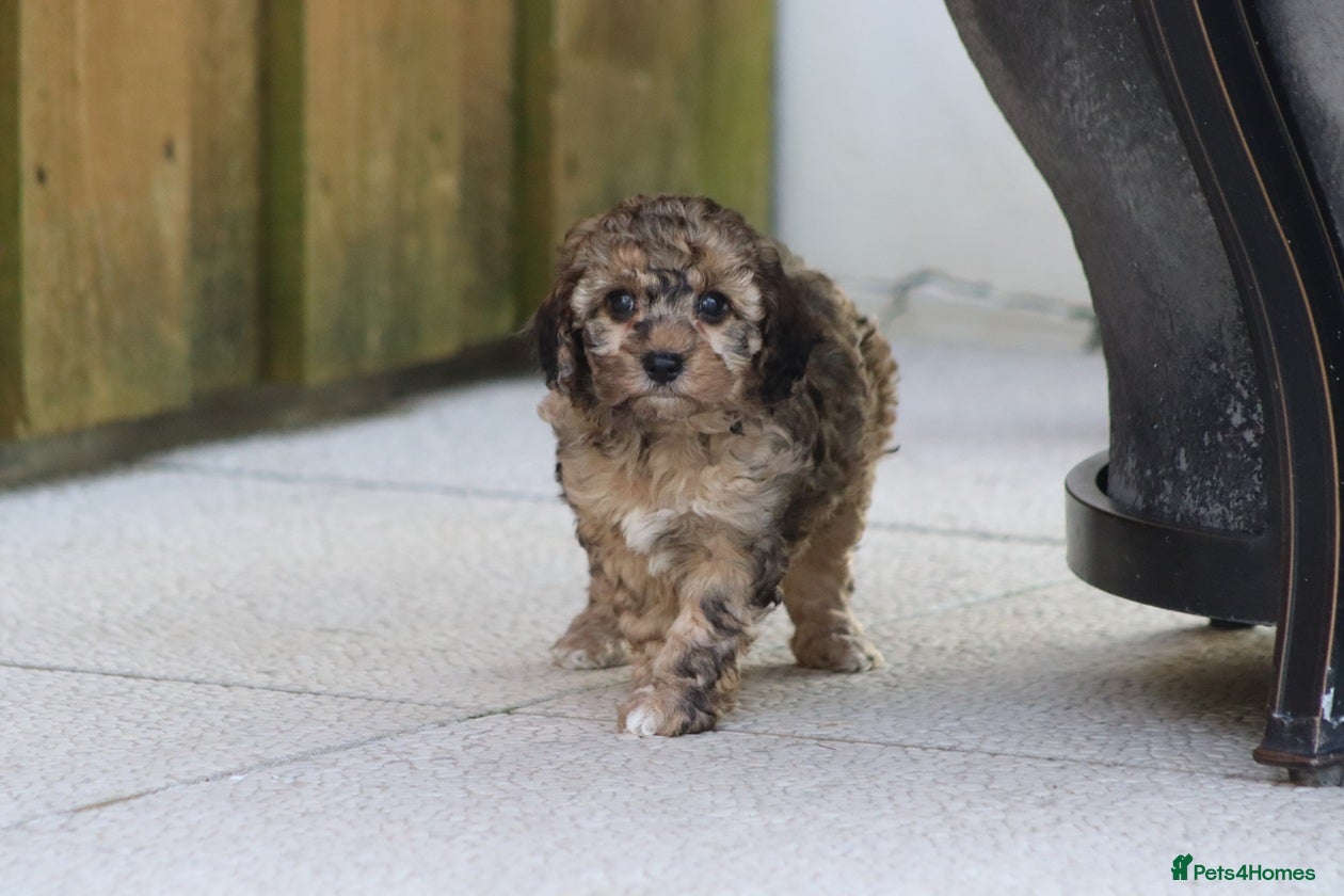 Cockapoo dogs Cockapoo puppies for sale!  - Advert 6