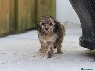Cockapoo dogs Cockapoo puppies for sale! - Advert 6