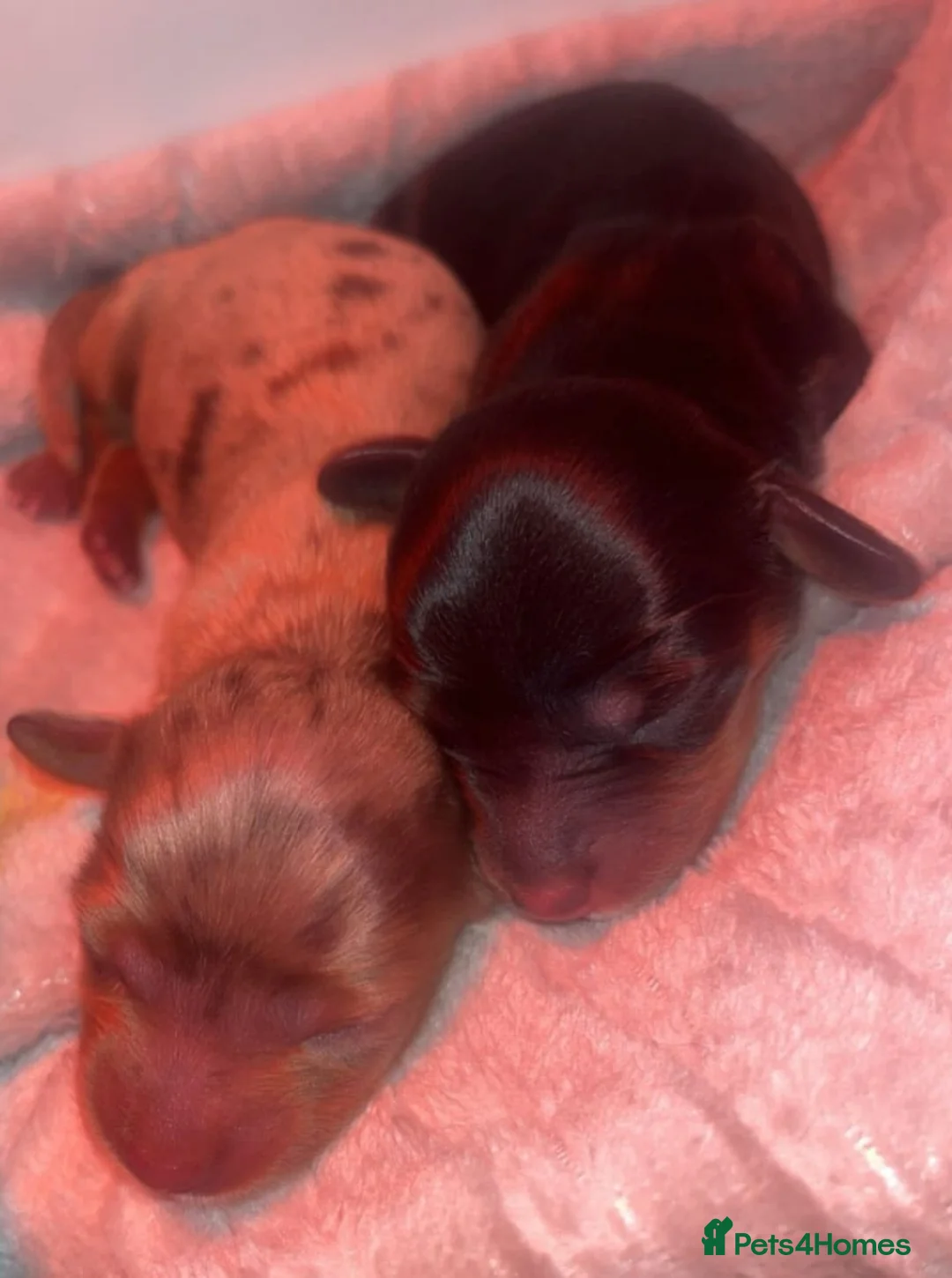 Miniature Dachshund dogs for sale: KC Reg Long-Haired Miniature Dachshund Puppies  - Advert 18