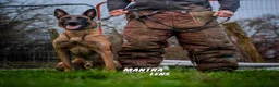 Belgian Shepherd Dog dogs for sale: Mechelse Herder Puppies For Sale - Advert 15