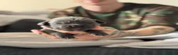 Cane Corso dogs for sale: Cane corso puppies  in Worksop - Advert 5