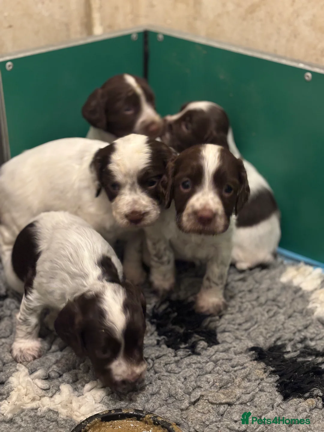 Sprocker dogs for sale: Sprocker bitch puppies  - Advert 11