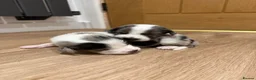 Mixed Breed dogs for sale: Collie/Cocker Mixed Puppies - Advert 15