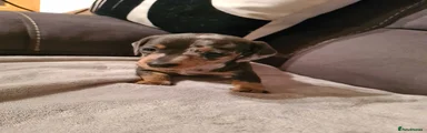 Miniature Dachshund Puppy 3
