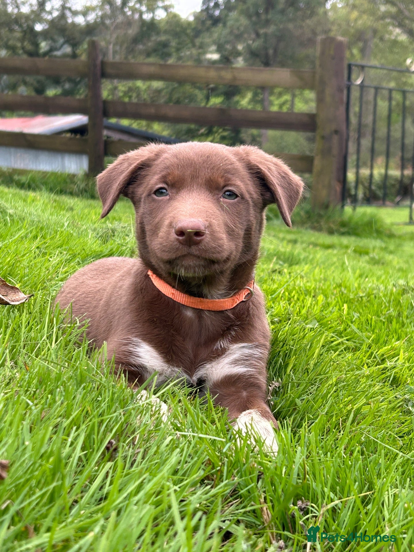 Mixed Breed dogs 4 beautiful border collie X kelpie pups for sale  - Advert 2