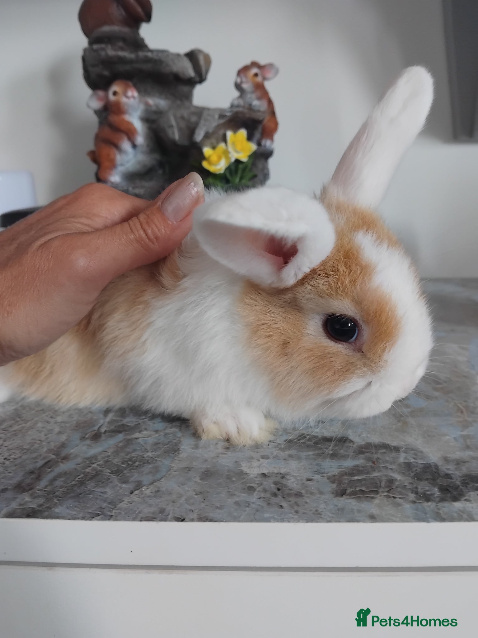 Mini Lop rabbits Baby lops - Advert 15