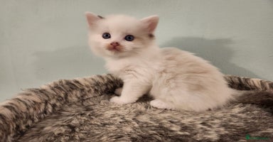 Ragdoll cats - Advert 4