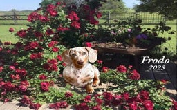 Miniature Dachshund dogs for stud: Frodo at Stud  in Milton Keynes - Image 2
