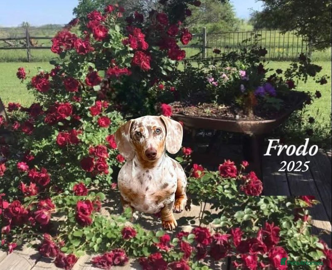Miniature Dachshund dogs for stud: Frodo at Stud  in Milton Keynes - Image 2