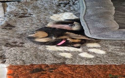 German Shepherd dogs for sale: KC registered German shepherd puppies - Image 10
