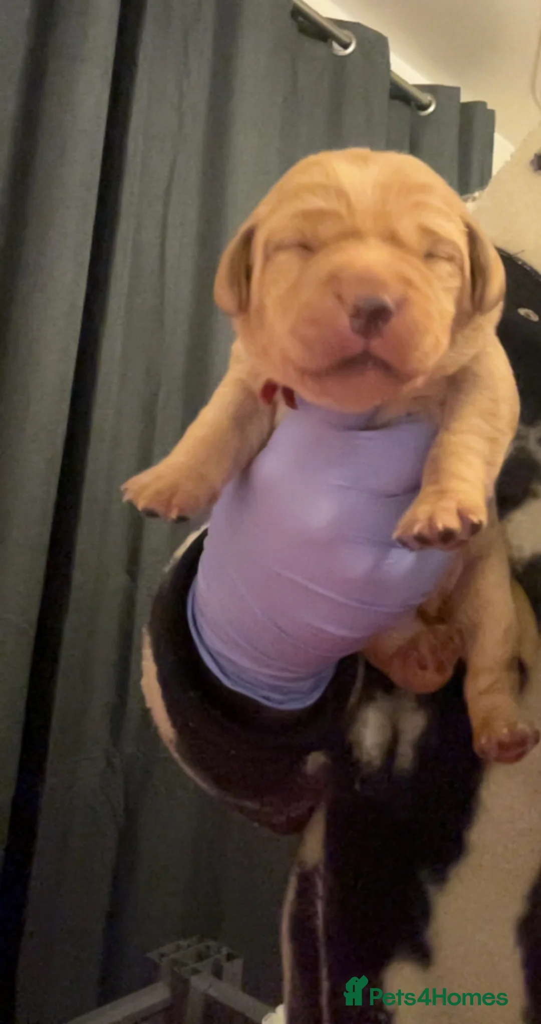 Labrador Retriever dogs for sale: Fox red lab pups for sale  - Advert 12