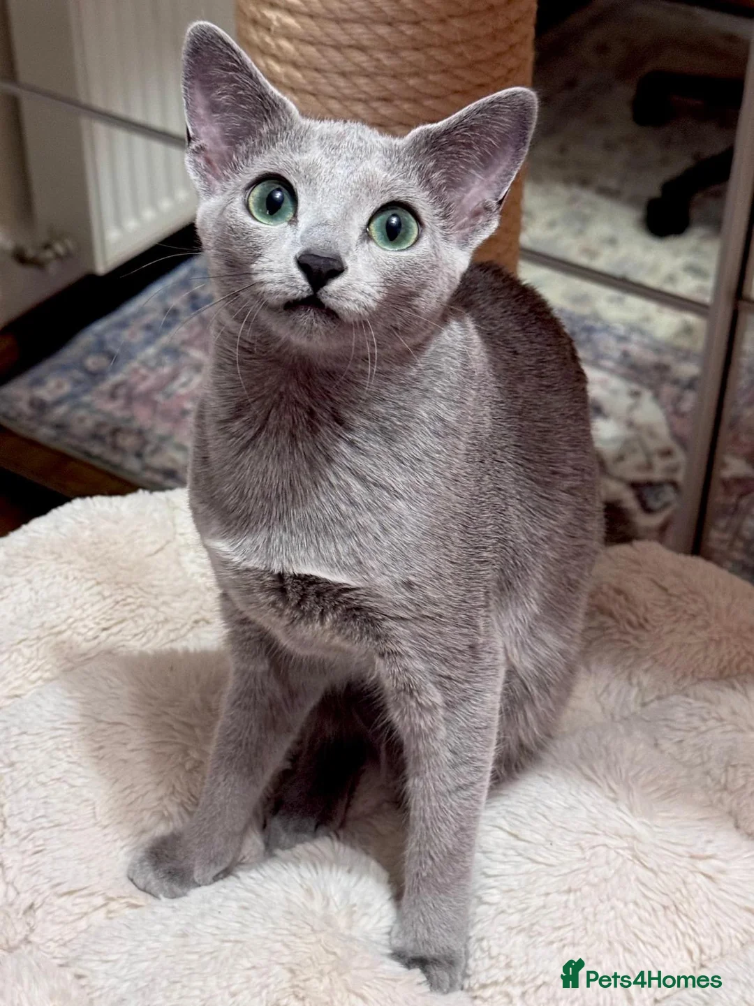Russian Blue cats for sale: Two beautiful Russian Blue princesses available! - Advert 12