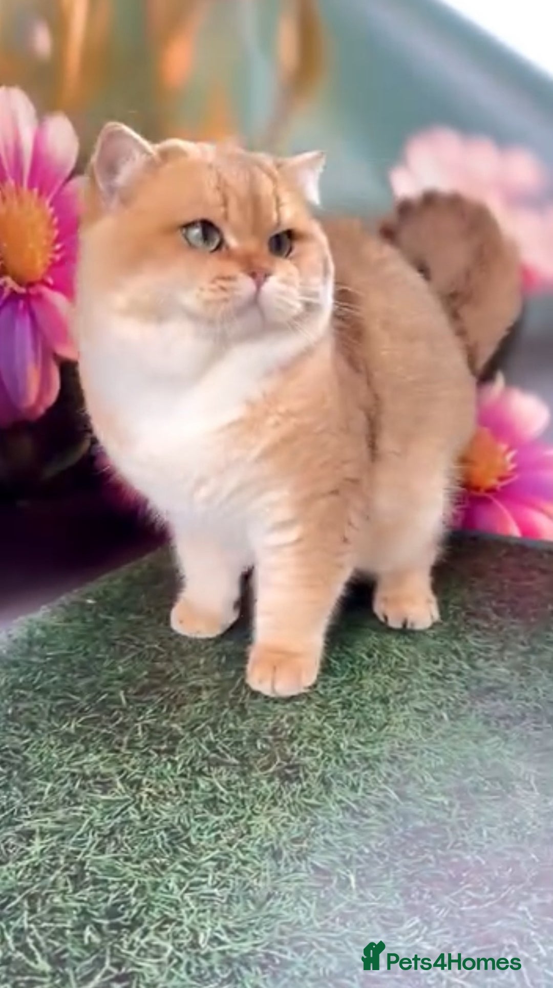 British Shorthair cats for stud: TICA GOLDEN BOY FOR STUD FROM CHAMPIONS 👑  in Wolverhampton - Advert 2