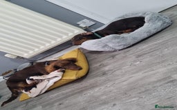 Miniature Dachshund dogs for stud: STUD ONLY  - Image 9