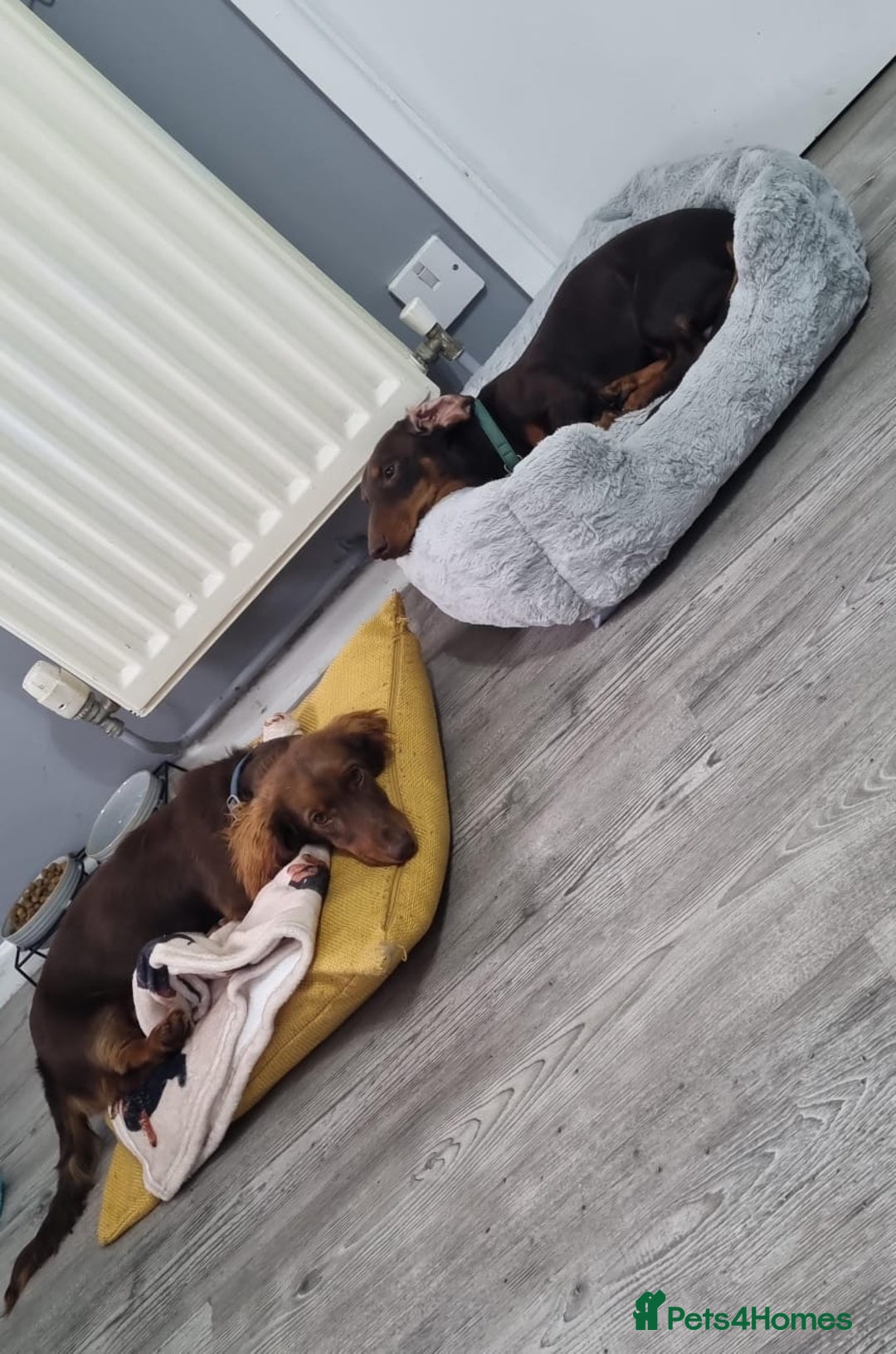 Miniature Dachshund dogs for stud: STUD ONLY  - Image 9