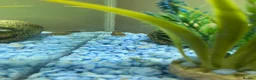 Mollies fish for sale: Small litter of Guppies - Advert 9
