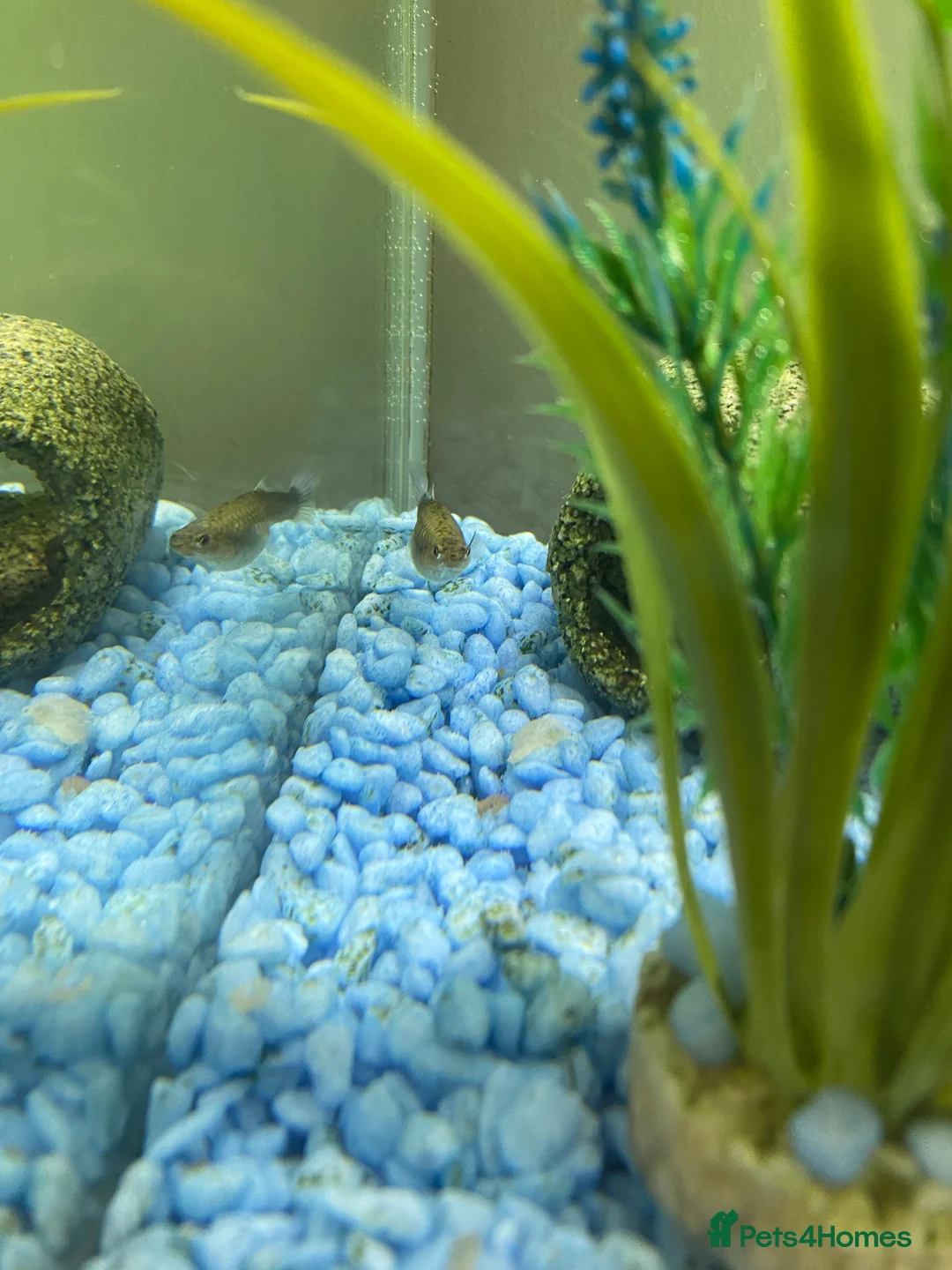 Mollies fish for sale: Small litter of Guppies - Advert 9