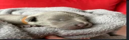 Staffordshire Bull Terrier dogs for sale: Full Respect Trained Staffordshire Bull Puppies in Worthing - Advert 10