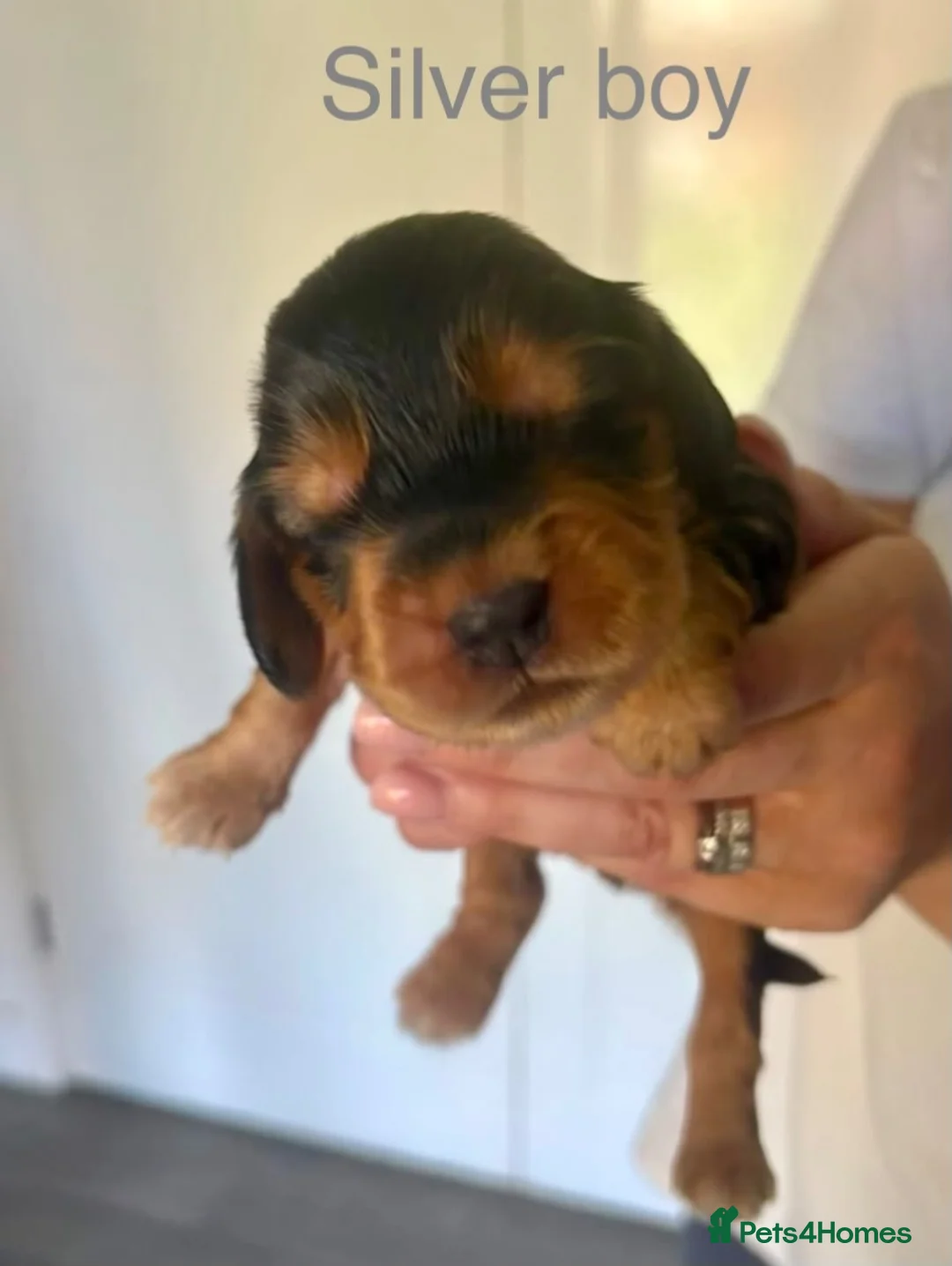 Cocker Spaniel dogs for sale: Only 2 Gorgeous KC Reg Show Cocker Boys available  - Advert 2