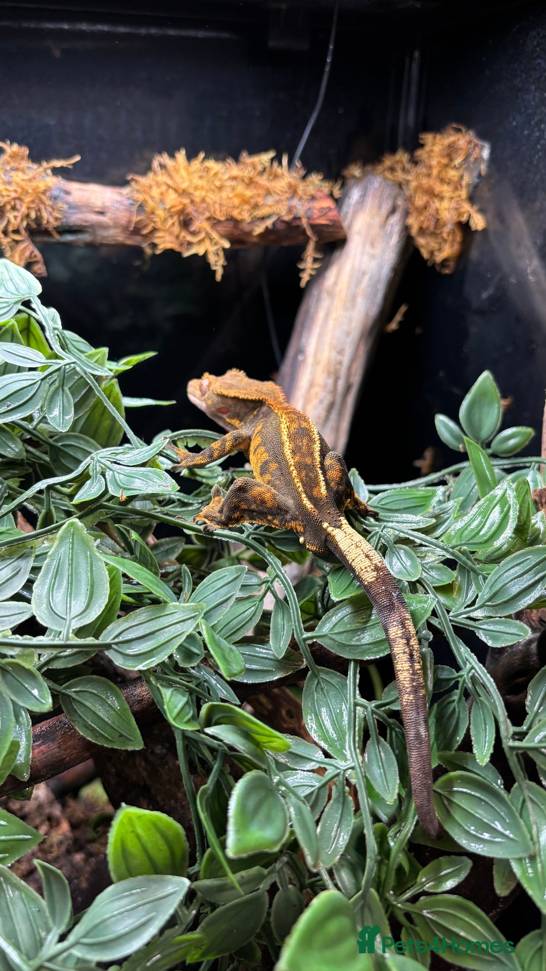 Gecko reptiles for sale: Crested Geko full set up Habistat enclosure - Image 3