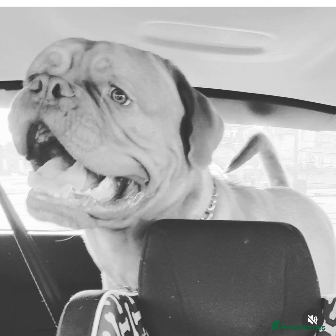 Dogue De Bordeaux dogs for sale: 3 year old male Dogue De Bordeaux  - Image 1