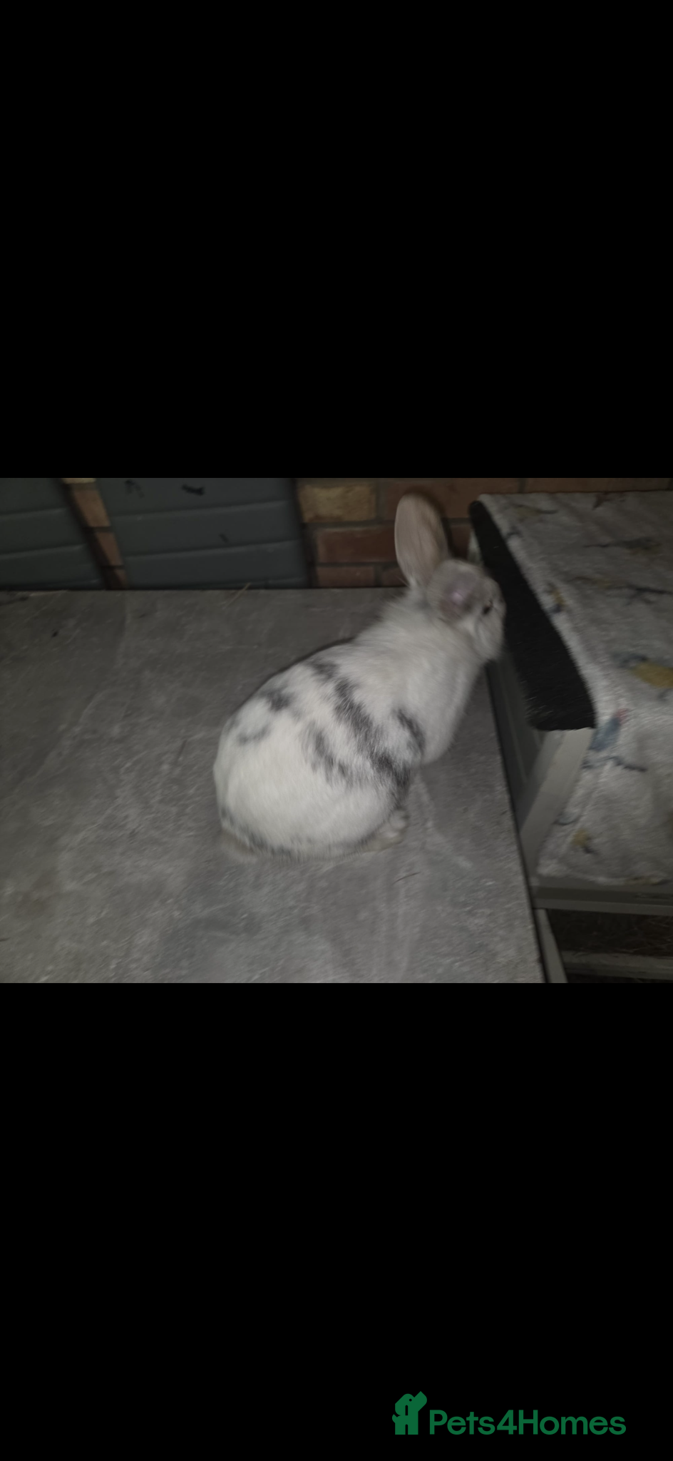 Dwarf Lop rabbits Netherland dwarf x Mini Lop bunnies - Advert 1