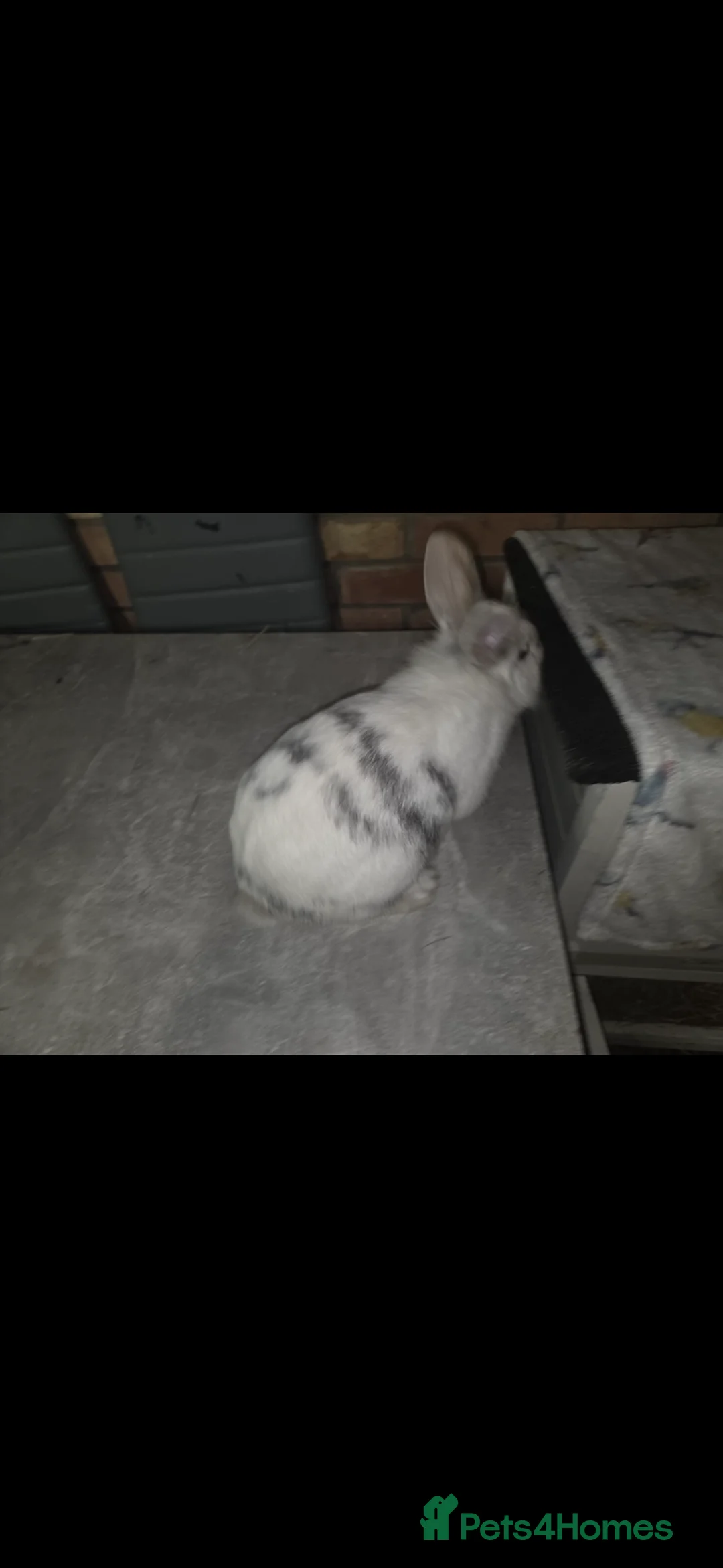 Dwarf Lop rabbits for sale: Netherland dwarf x Mini Lop bunnies - Advert 1