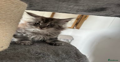 Maine Coon cats - Advert 1