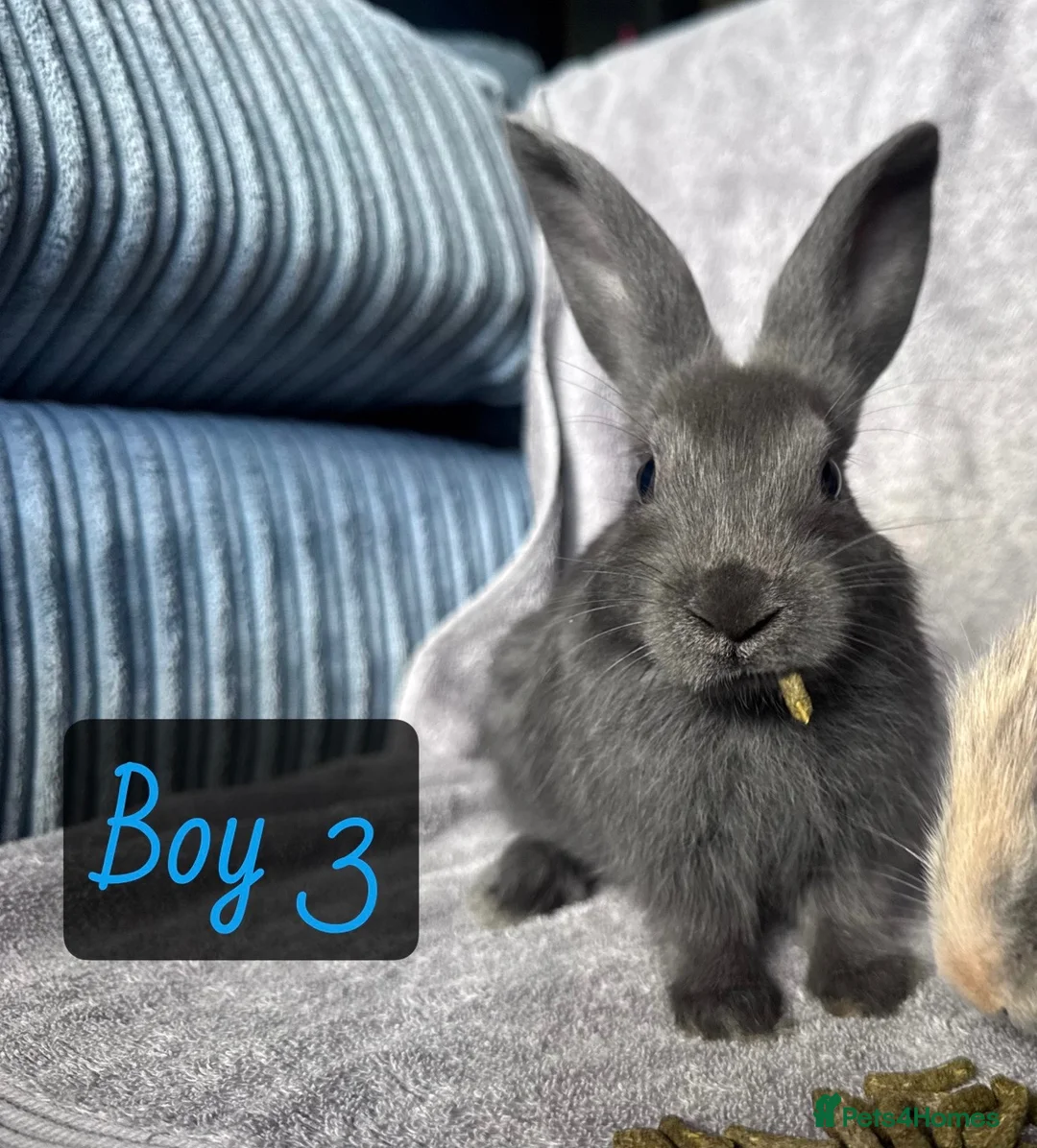 Mixed Breed rabbits for sale: Four beautiful bunnies looking for loving homes & - Advert 5