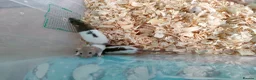 Rat rodents for sale: Baby hooded rats - Advert 11
