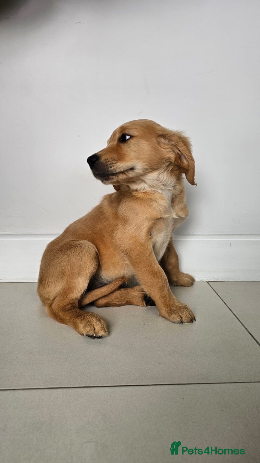 Golden Retriever dogs for sale: Golden Retriever Puppies  - Image 9