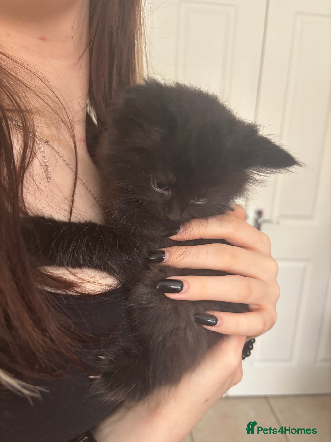 Mixed Breed cats for sale: 4 black fluff balls  - Image 10