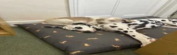 Dalmatian dogs for stud: KC Reg Dalmatian for stud  - Advert 12