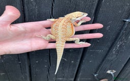 Bearded Dragon reptiles for sale: Bearded Dragons - stunning babies  - Image 12