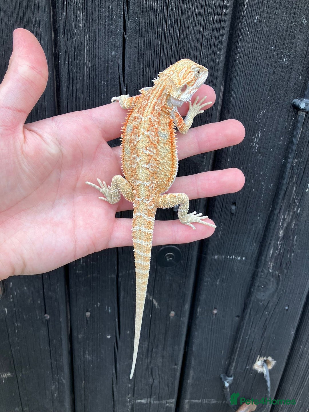 Bearded Dragon reptiles for sale: Bearded Dragons - stunning babies  - Image 12
