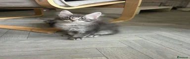 Maine Coon 1