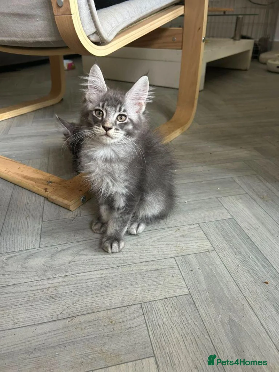 Maine Coon cats for sale:  Adorable Maine Coon Kittens for Sale  in Leeds - Advert 2