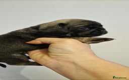Mixed Breed dogs for sale: Beautiful 2nd generation pugalier pug babys  - Image 2