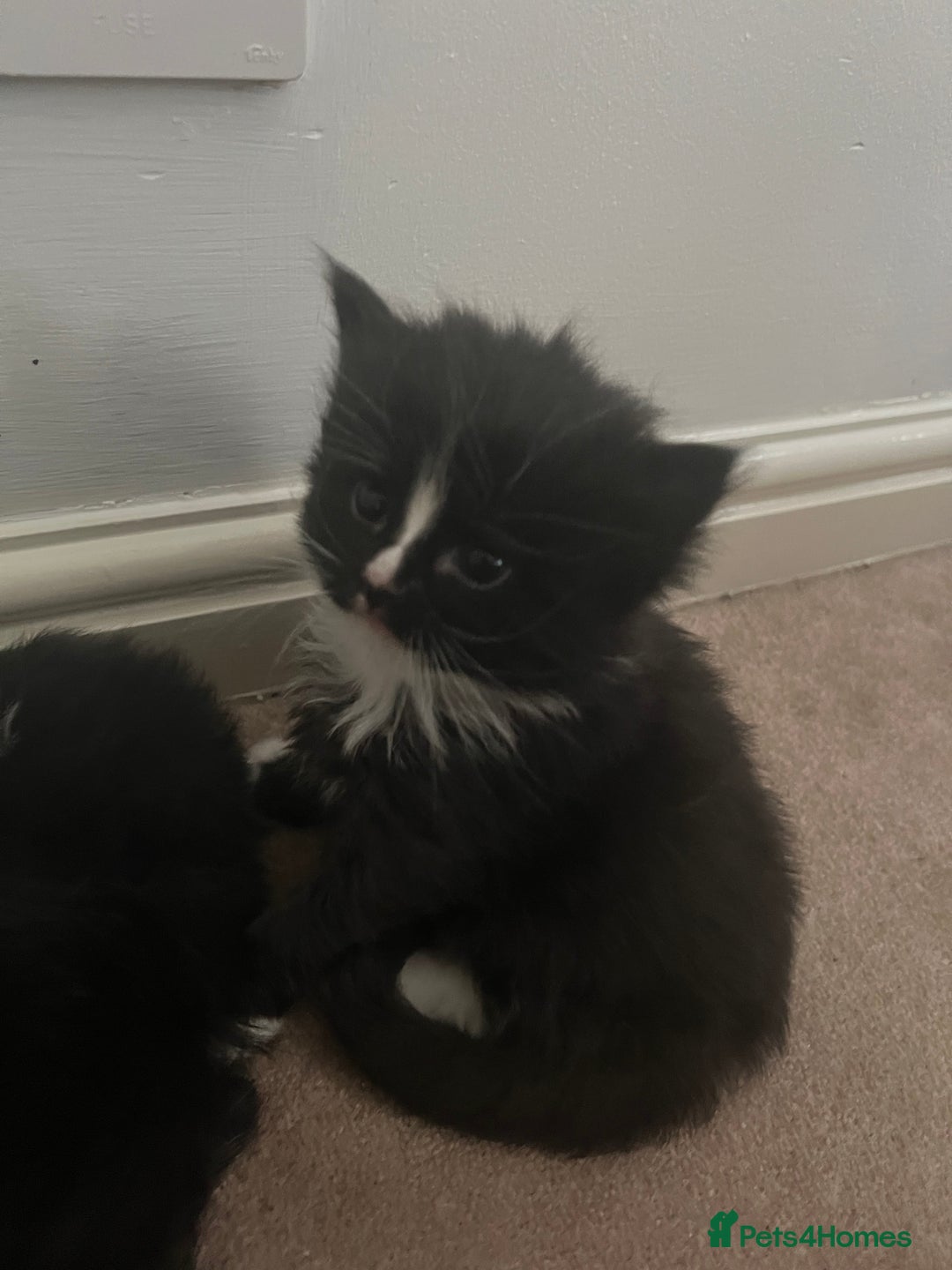 British Shorthair cats for sale: Gorgeous british shorthair kittens for sale 🐈 - Advert 5