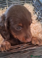 Miniature Dachshund dogs MINIATURE DASCHUND BOYS - Advert 3