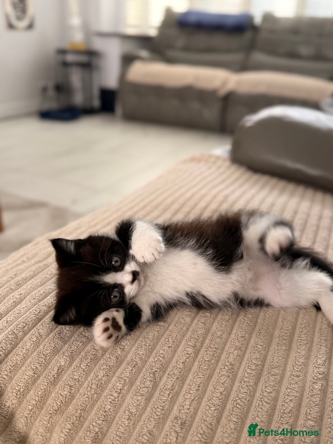Persian cats for sale: Half Persian male  - Image 14
