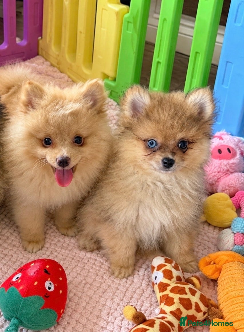 Pomeranian dogs Last boy & girl … Pomeranian puppies  - Advert 1