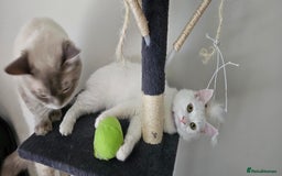 Turkish Angora cats for sale: Turkish angora  - Image 2