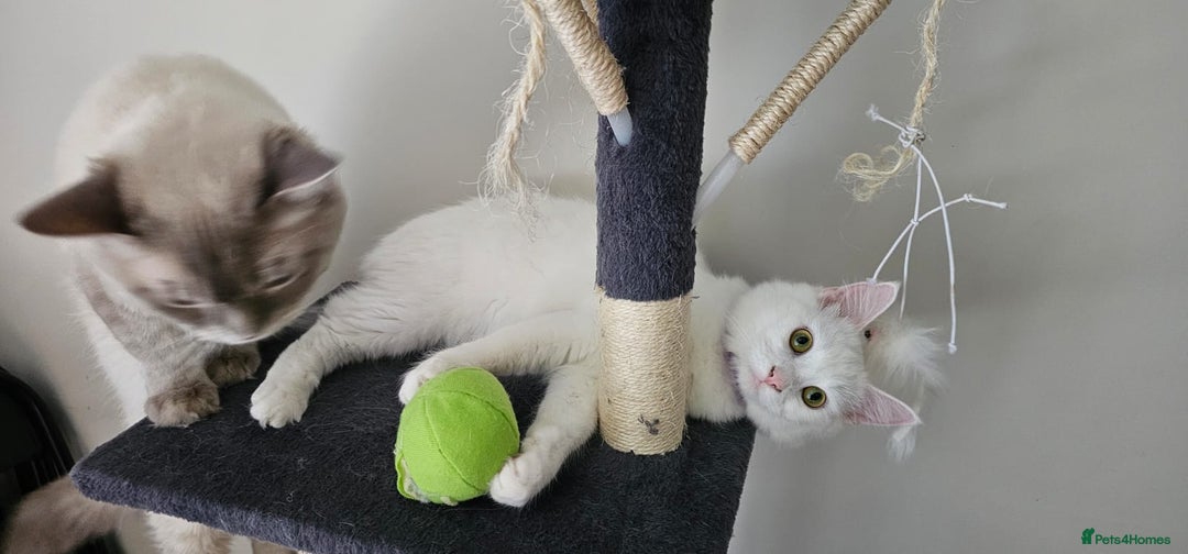 Turkish Angora cats for sale: Turkish angora  - Image 2