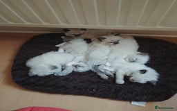 Ragdoll cats for stud: GCCF Active Register Seal Point Awesome Ragdoll in Luton - Image 16