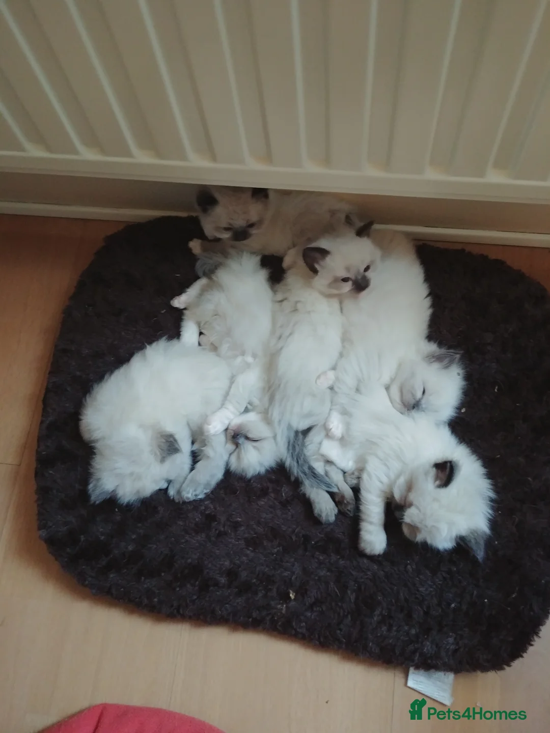 Ragdoll cats for stud: GCCF Active Register Seal Point Awesome Ragdoll in Luton - Advert 16